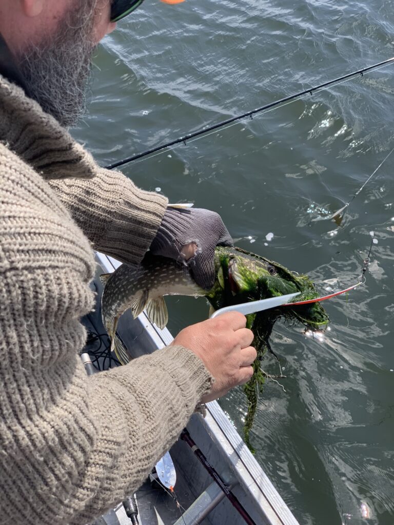 Spécial Poisson et Salade Spécial Poisson et Salade